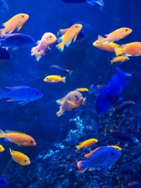 7 Feng Shui Fish To Keep In An Aquarium