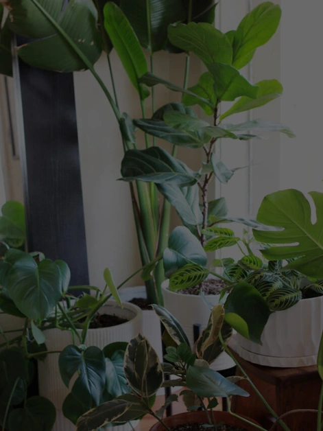 7 Best Indoor Plants for your Home