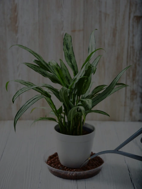 7 Best Indoor Plants that Need Less Light