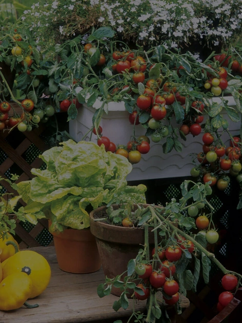 7 Indian Vegetable Plants for Balconies
