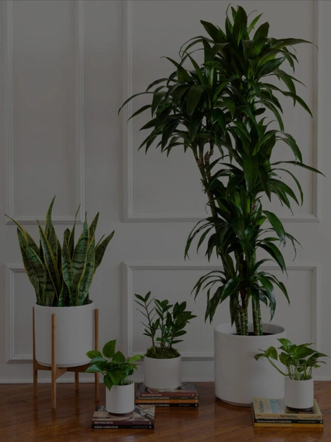 7 Plants That Fight Fleas and Ticks