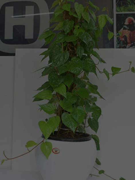 Benefits of Pothos (Money Plant) for Home