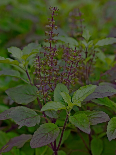 Benefits of Tulsi Plant at Home