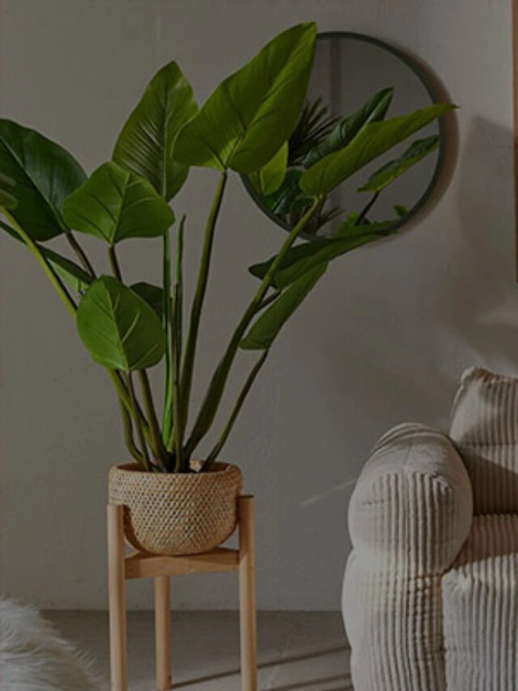 Vastu Tips for Indoor Plants