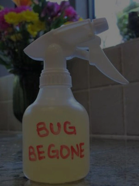 5 DIY Home Cures for Cockroaches