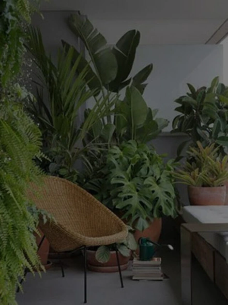 Effective Tips to Protect Your Indoor Plants in Summer