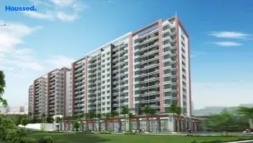Project Image of Nagpal Marigold - Image 199977