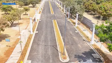 Project Image of Prestige Marigold - Image 336163