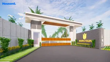 Project Image of Maanya Tulips - Image 326974