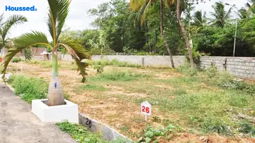 Project Image of Sizzle Palm Kingdom - Image 331624