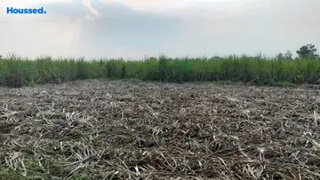 Project Image of Agriculture Land for Resale in Thiruvallur, Chennai - Image 63055