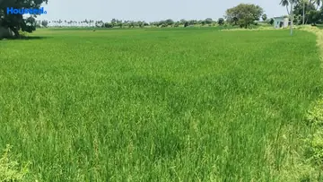 Project Image of Agriculture Land for Resale in Kadambathur, Chennai - Image 63207