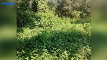 Project Image of Housing Plot/Residential Land for Resale in Saligao, Goa - Image 88781