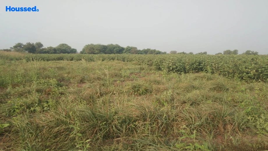 Sample Apartment of Agriculture Land for Resale in Nizampur - Image 113938