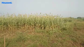 Sample Apartment of Agriculture Land for Resale in Nizampur, Vadodara - Image 113937