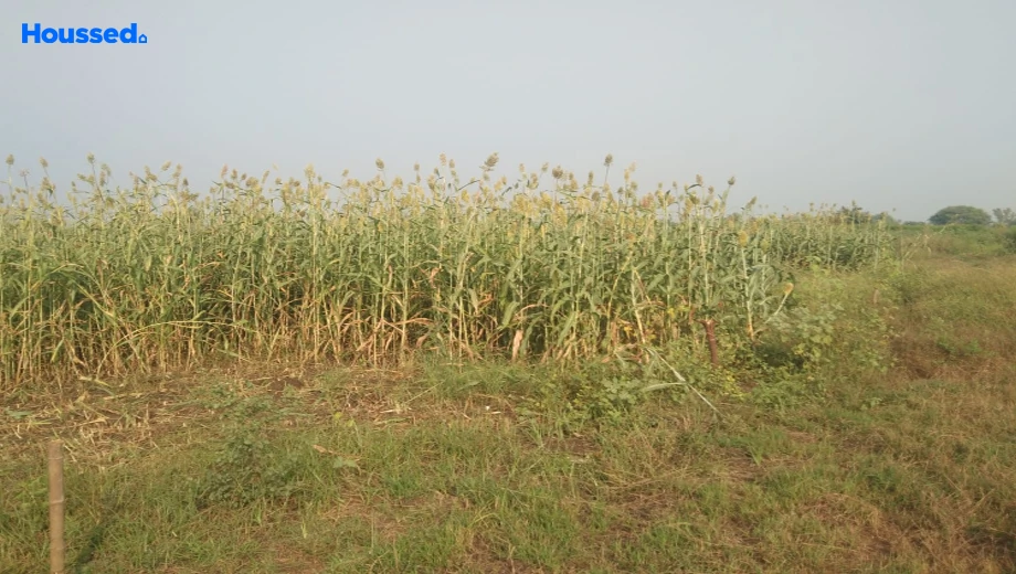 Sample Apartment of Agriculture Land for Resale in Nizampur - Image 113937