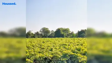 Project Image of Housing Plot/Residential Land for Resale in Adgaon, Nashik - Image 118150