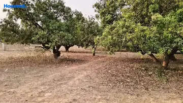 Project Image of Agriculture Land for Resale in Revidi, Visakhapatnam - Image 118473