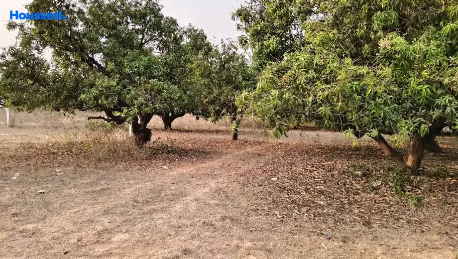 Project Image of Agriculture Land for Resale in Revidi - Image 118473