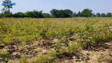 Project Image of Agriculture Land for Resale in Waghodia Road, Vadodara - Image 118601