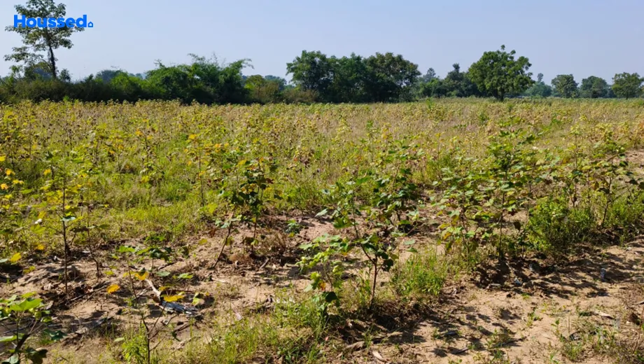 Project Image of Agriculture Land for Resale in Waghodia Road - Image 118601