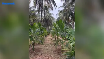 Amenities of Agriculture Land for Resale in Pollachi, Coimbatore - Image 4904