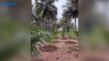 Amenities of Agriculture Land for Resale in Pollachi, Coimbatore - Image 4902