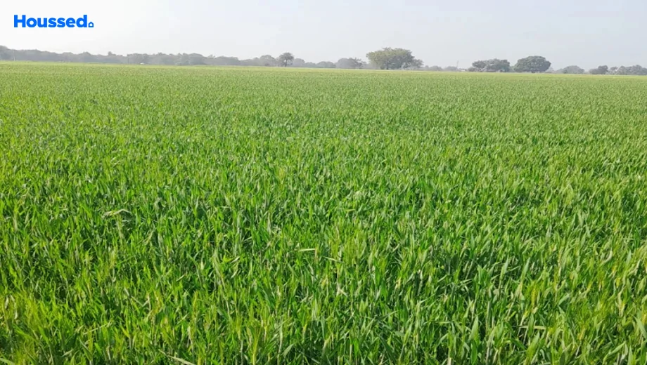 Project Image of Agriculture Land for Resale in Ratibad - Image 144119