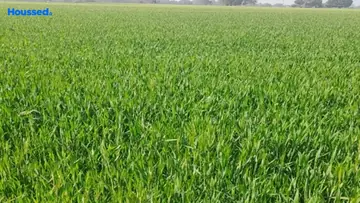 Project Image of Agriculture Land for Resale in Bhauri, Bhopal - Image 144151