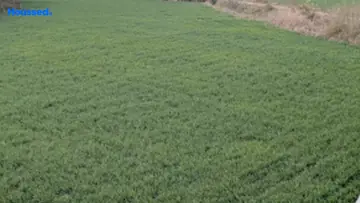 Project Image of Agriculture Land for Resale in Ratibad, Bhopal - Image 144181