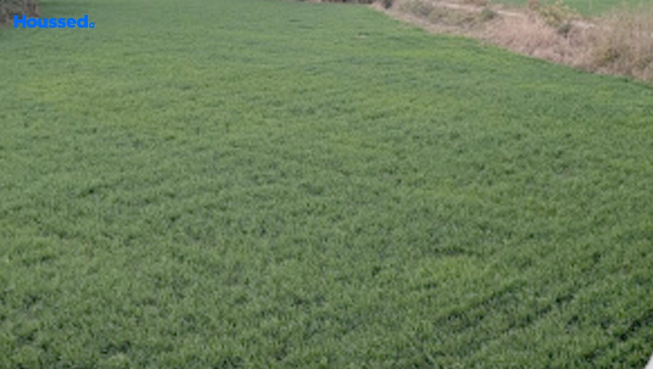 Project Image of Agriculture Land for Resale in Ratibad - Image 144181
