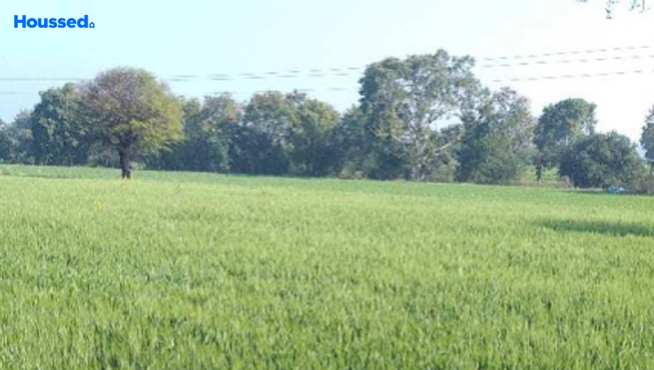Project Image of Agriculture Land for Resale in Phanda Kala - Image 145917