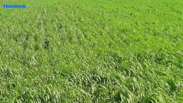 Project Image of Agriculture Land for Resale in Airport Road, Bhopal - Image 146622