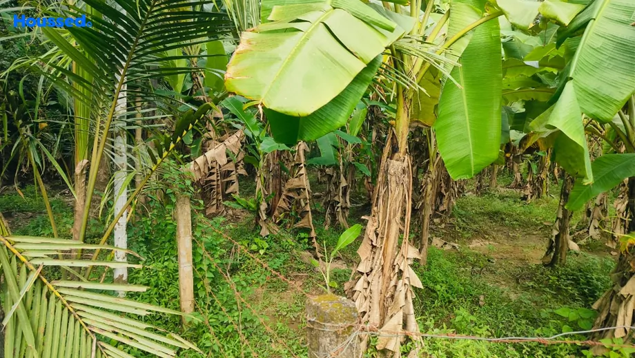 Project Image of Housing Plot/Residential Land for Resale in Angamaly - Image 161480