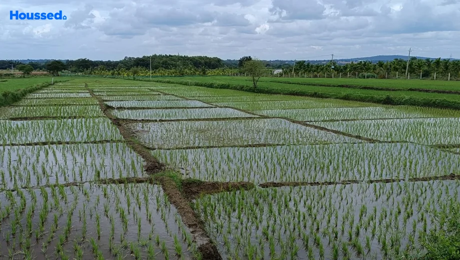 Project Image of Agriculture Land for Resale in Thaluru - Image 183977